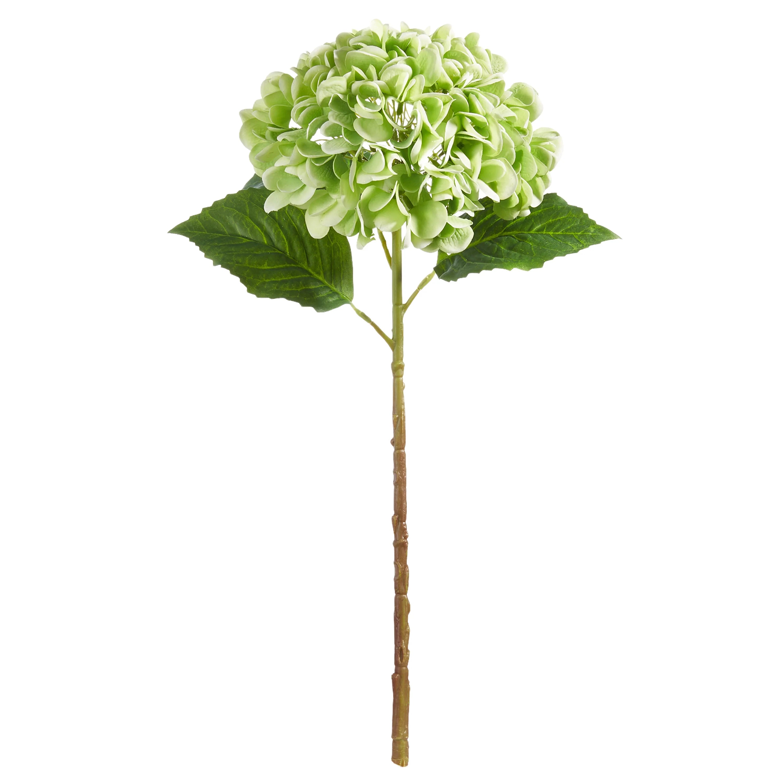 Green Hydrangea Stem