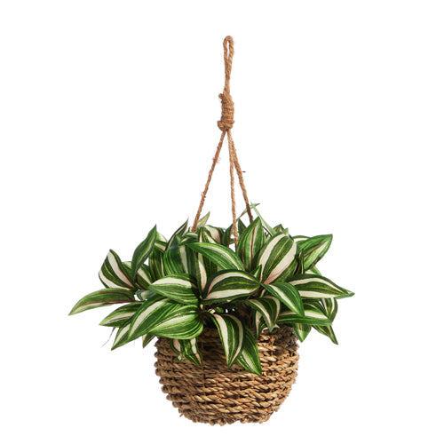 Hanging Potted House Plant