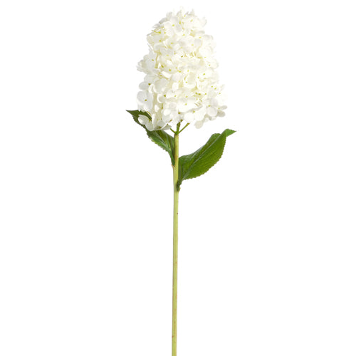 White Hydrangea Stem