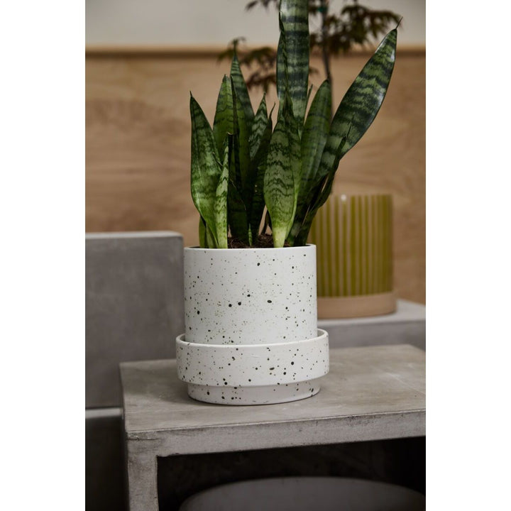 White Speckled Pot