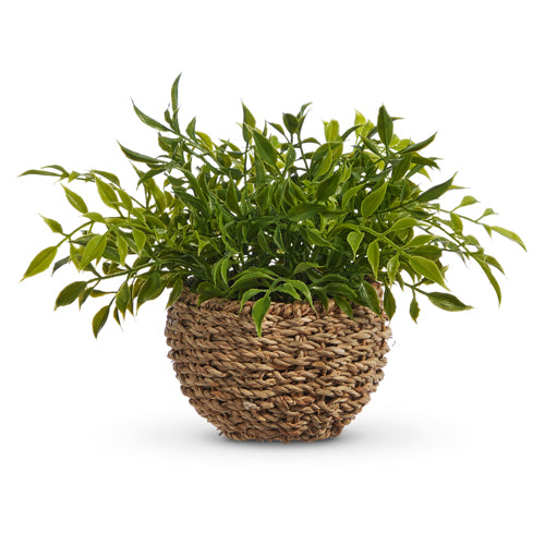 Soft Touch Potted House Plant