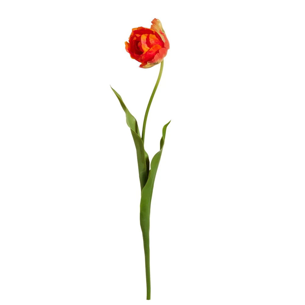 Orange Tulip Stem