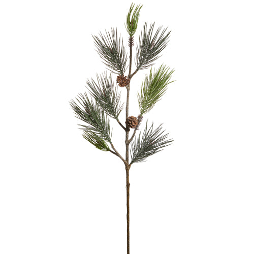 Long Pine and Pinecone Branch