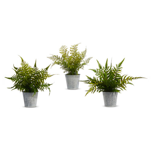 Potted Fern