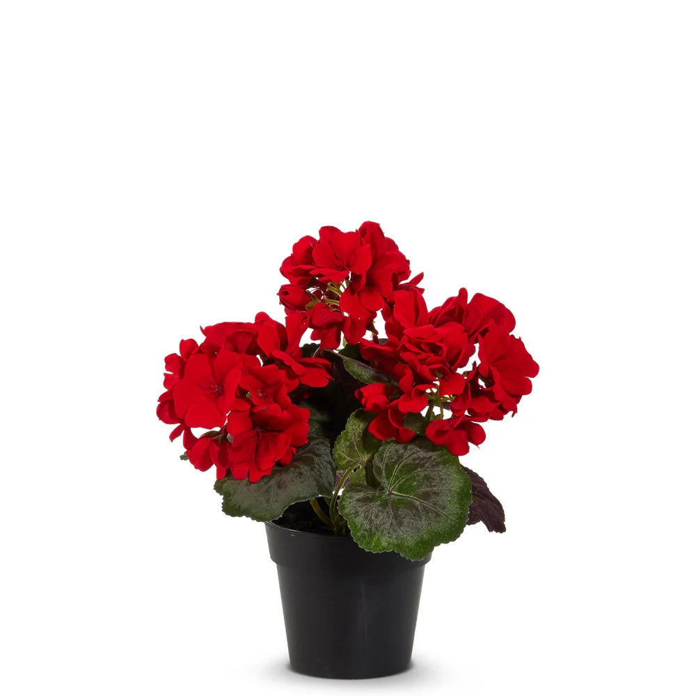 Small Potted Red Geranium