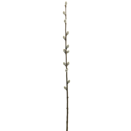 Pussy Willow Branch