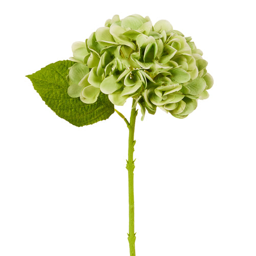 Small Green Hydrangea Stem