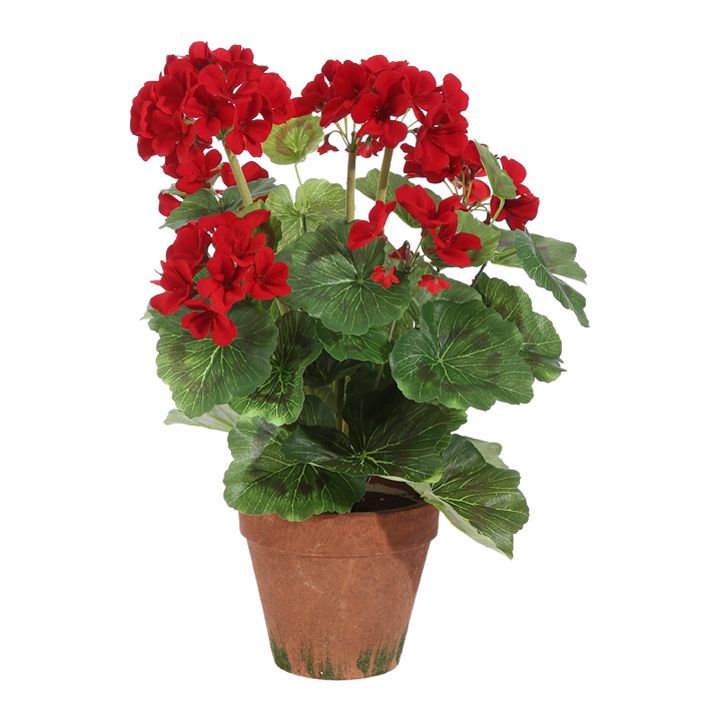 Red Potted Geranium