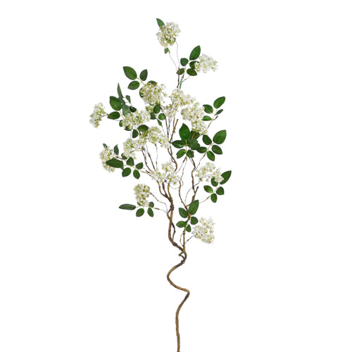 White Blossom Branch