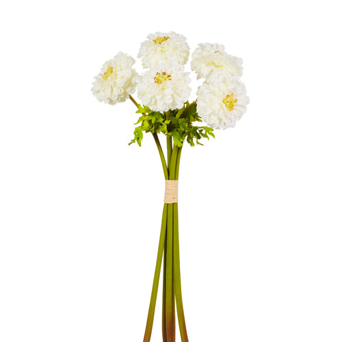 White Zinnia Bulb Bundle