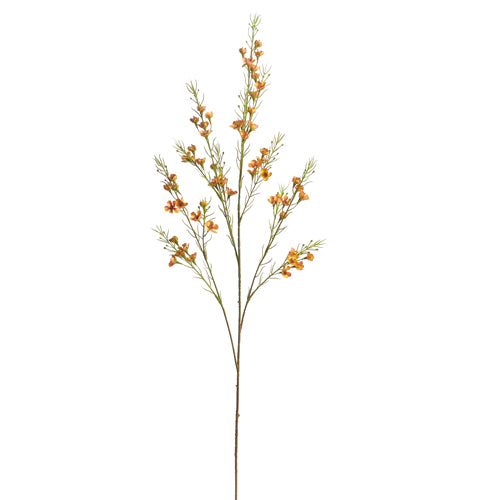 Yellow Waxflower Spray