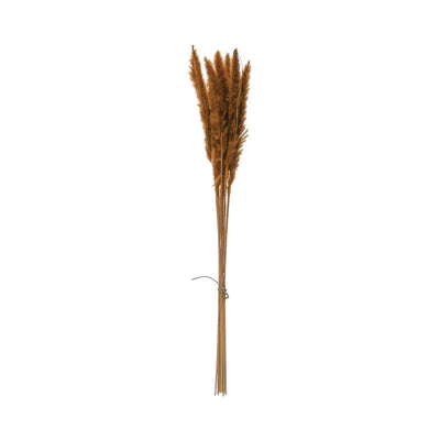 single stick of dried cortaderia