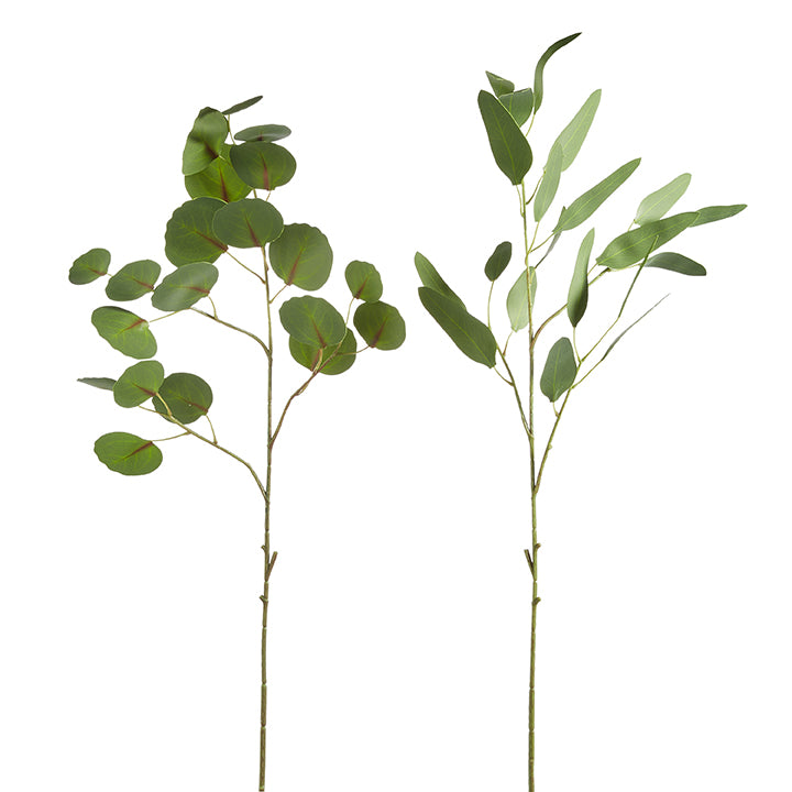 Eucalyptus Leaf Spray
